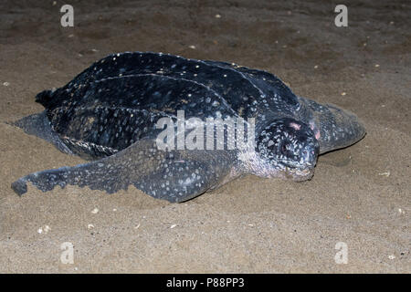 Lederschildpad op Strand van Trinidad; Leatherback Sea Turtle (dermochelys Coriacea), auf einem Trinidad Strand Stockfoto