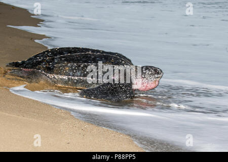 Lederschildpad op Strand van Trinidad; Leatherback Sea Turtle (dermochelys Coriacea), auf einem Trinidad Strand Stockfoto