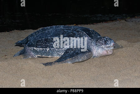 Lederschildpad op Strand van Trinidad; Leatherback Sea Turtle (dermochelys Coriacea), auf einem Trinidad Strand Stockfoto