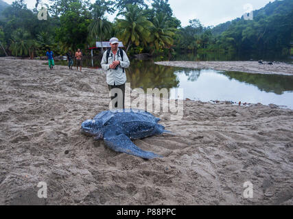 Lederschildpad op Strand van Trinidad; Leatherback Sea Turtle (dermochelys Coriacea), auf einem Trinidad Strand Stockfoto