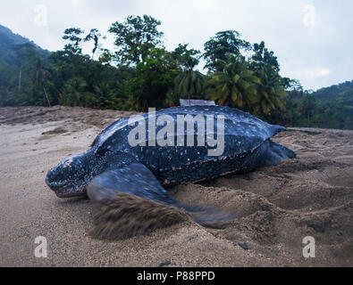 Lederschildpad op Strand van Trinidad; Leatherback Sea Turtle (dermochelys Coriacea), auf einem Trinidad Strand Stockfoto