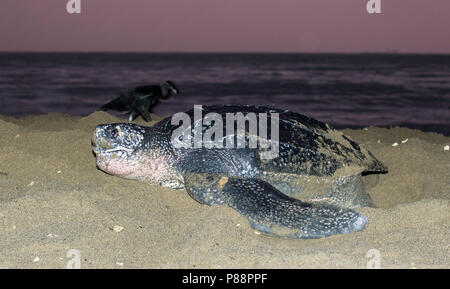 Lederschildpad op Strand van Trinidad; Leatherback Sea Turtle (dermochelys Coriacea), auf einem Trinidad Strand Stockfoto