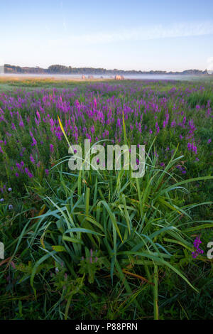 Mistig Grasland met Grote Kattenstaart op voorgrond; Misty Grünland mit Blutweiderich im Vordergrund Stockfoto