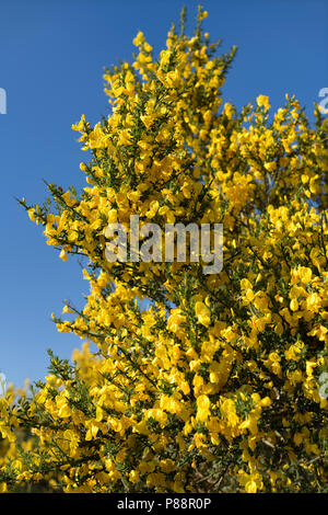 Gelbe Blumen von Cytisus scoparius Gemeinsame oder Scotch Broom vor blauem Himmel im Norden Connel am Flughafen Oban Schottland Großbritannien Stockfoto