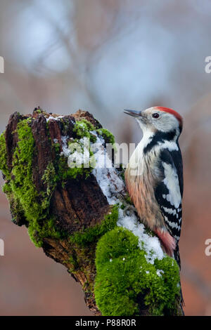 Mitte Buntspecht, Mittelspecht - Leiopicus medius ssp. medius, Deutschland, Erwachsene Stockfoto