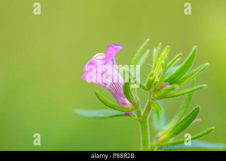 Akkerleeuwenbek, weniger Snapdragon, Misopates orontium Stockfoto