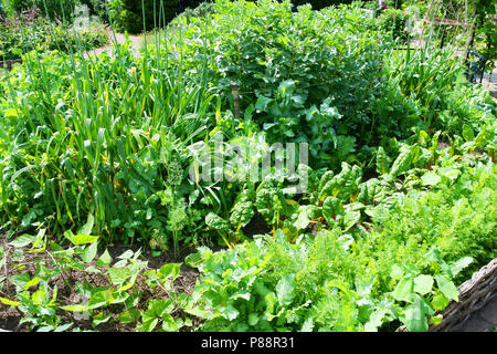 Ein potager Garten voller Bio-gemüse an RHS Rosemoor Gärten, Torrington, Devon, Großbritannien - Johannes Gollop Stockfoto