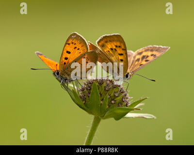 Morgenrood/Knappe Kupfer (Lycaena virgaureae) Stockfoto