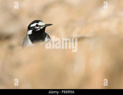 Marokkanische Bachstelze Bachstelze, Motacilla alba - ssp. subpersonata, Marokko Stockfoto