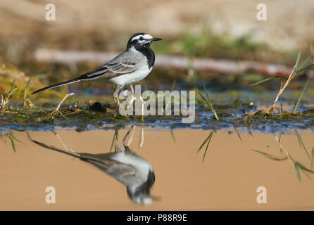 Marokkanische Bachstelze Bachstelze, Motacilla alba - ssp. subpersonata, Marokko Stockfoto