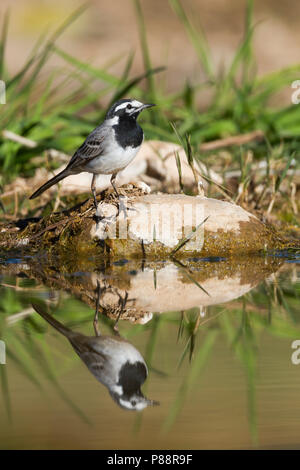 Marokkanische Bachstelze Bachstelze, Motacilla alba - ssp. subpersonata, Marokko Stockfoto