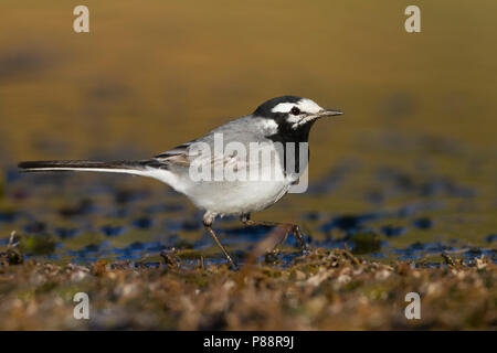 Marokkanische Bachstelze Bachstelze, Motacilla alba - ssp. subpersonata, Marokko Stockfoto