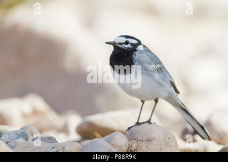 Marokkanische Bachstelze Bachstelze, Motacilla alba - ssp. subpersonata, Marokko Stockfoto