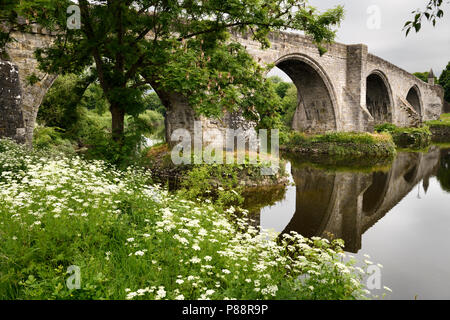 Alte Stirling Bridge spiegelt sich in den Fluss Forth mit mittelalterlichen steinernen Bögen und der Spitze der Königin Annes weiße Blüten am Flussufer Stirling Schottland Großbritannien Stockfoto