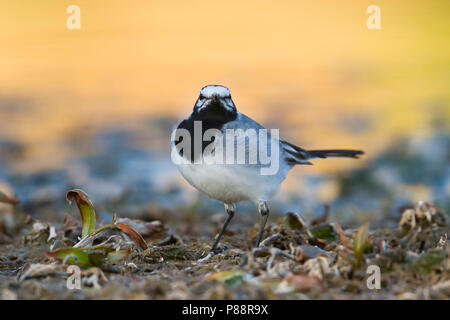 Marokkanische Bachstelze Bachstelze, Motacilla alba - ssp. subpersonata, Marokko Stockfoto