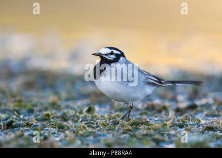 Marokkanische Bachstelze Bachstelze, Motacilla alba - ssp. subpersonata, Marokko Stockfoto