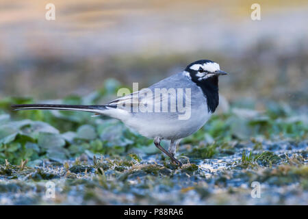 Marokkanische Bachstelze Bachstelze, Motacilla alba - ssp. subpersonata, Marokko Stockfoto