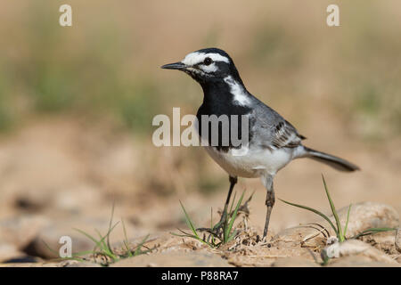 Marokkanische Bachstelze Bachstelze, Motacilla alba - ssp. subpersonata, Marokko Stockfoto