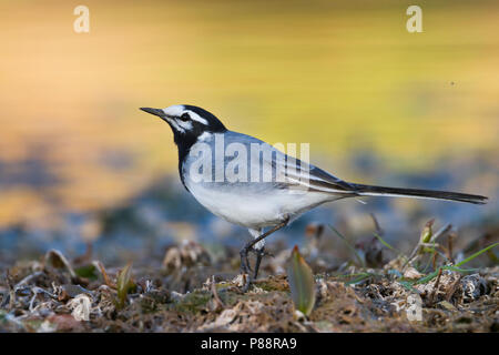 Marokkanische Bachstelze Bachstelze, Motacilla alba - ssp. subpersonata, Marokko Stockfoto