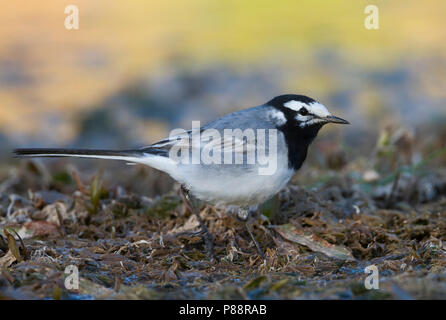 Marokkanische Bachstelze Bachstelze, Motacilla alba - ssp. subpersonata, Marokko Stockfoto