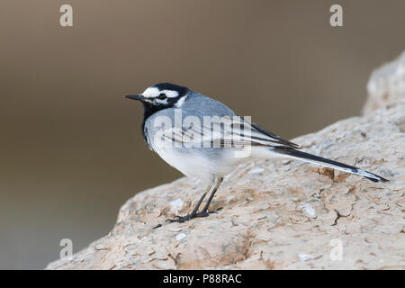 Marokkanische Bachstelze Bachstelze, Motacilla alba - ssp. subpersonata, Marokko Stockfoto