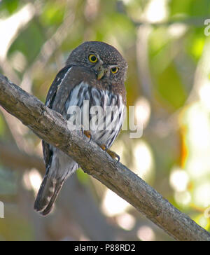 Berg Sperlingskauz, Glaucidium gnoma Stockfoto