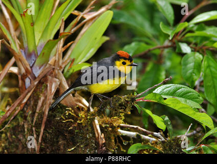 Collared Redstart, Myioborus torquatus Stockfoto