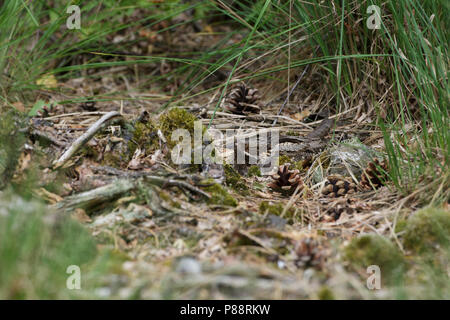 Europäische nightjar (Caprimulgus europaeus) auf dem Boden in Someren, Niederlande ruhen Stockfoto