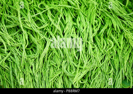Acacia pennata Gemüse Thailand Stockfoto