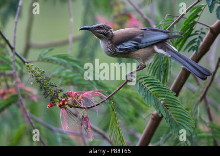 Neue Caledonian Friarbird (Philemon diemenensis) eine Art endemisch auf Neukaledonien. Stockfoto