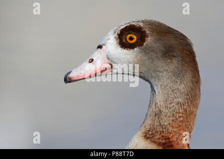 Nijlgans; Nilgans Alopochen Aegyptiaca; Stockfoto