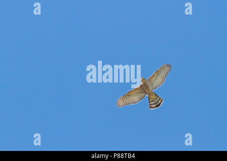 Northern Goshawk - Habicht - Accipiter gentilis ssp. gentilis, Deutschland, 1. CY Stockfoto