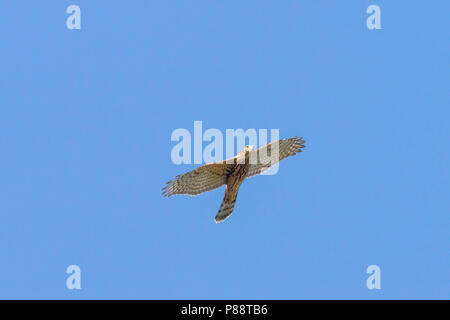 Northern Goshawk - Habicht - Accipiter gentilis ssp. gentilis, Deutschland, 1. CY Stockfoto