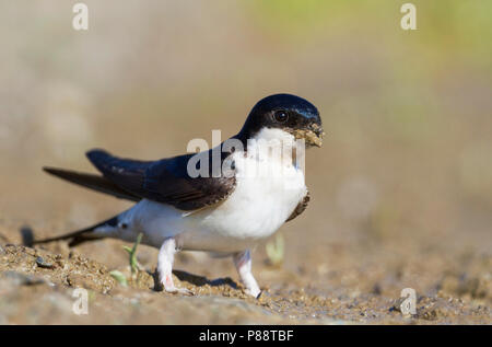 Nördliche Haus Martin - - Mehlschwalbe Delichon urbicum ssp. urbicum, Deutschland, Erwachsene Stockfoto