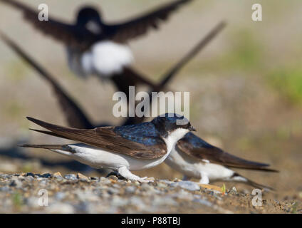 Nördliche Haus Martin - - Mehlschwalbe Delichon urbicum ssp. urbicum, Deutschland, Erwachsene Stockfoto