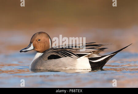 Northern Pintail, Pijlstaart, Anas acuta, Deutschland, männlichen Erwachsenen Stockfoto