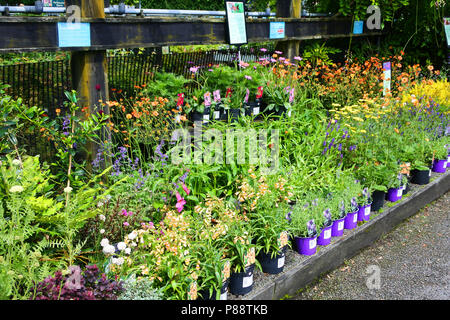 Plant Sales Bereich RHS Rosemoor Gärten, Devon, Großbritannien - Johannes Gollop Stockfoto