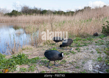 Rot - Genoppte Coot-Kammblässhuhn - Fulica cristata, Spanien (Mallorca), Erwachsene Stockfoto