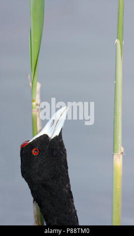 Rot - Genoppte Coot-Kammblässhuhn - Fulica cristata, Spanien (Mallorca), Erwachsene Stockfoto