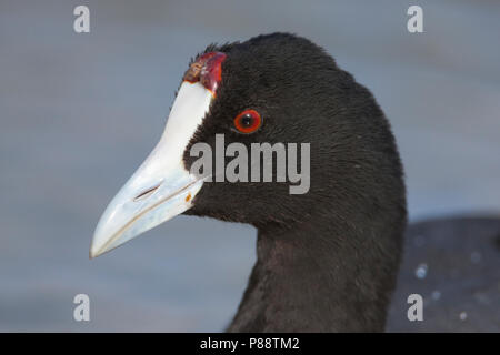 Rot - Genoppte Coot-Kammblässhuhn - Fulica cristata, Spanien (Mallorca), Erwachsene Stockfoto