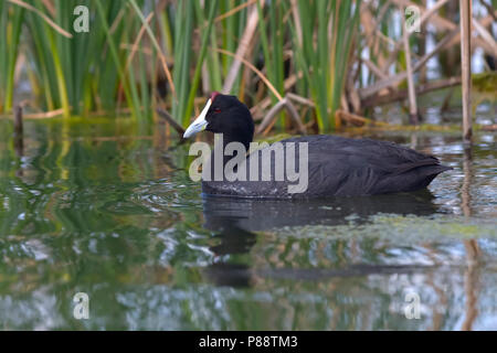 Rot - Genoppte Coot-Kammblässhuhn - Fulica cristata, Spanien, Erwachsene Stockfoto