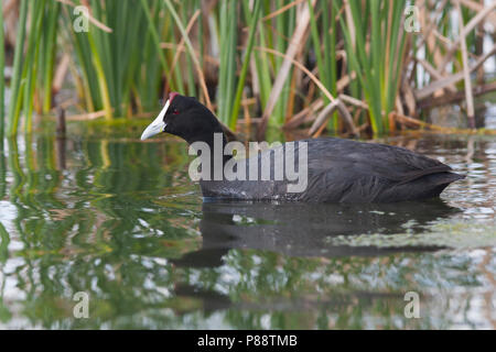 Rot - Genoppte Coot-Kammblässhuhn - Fulica cristata, Spanien, Erwachsene Stockfoto