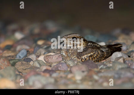 Red-necked Nightjar Caprimulgus ruficollis-Rothalsziegenmelker -, Marokko Stockfoto