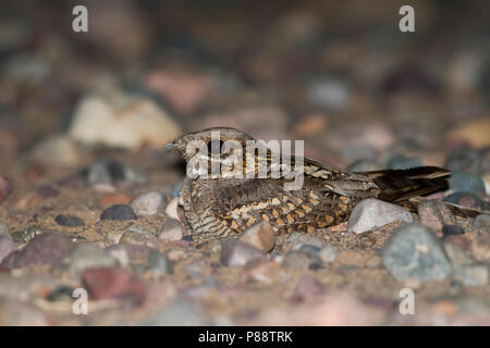 Red-necked Nightjar Caprimulgus ruficollis-Rothalsziegenmelker -, Marokko Stockfoto