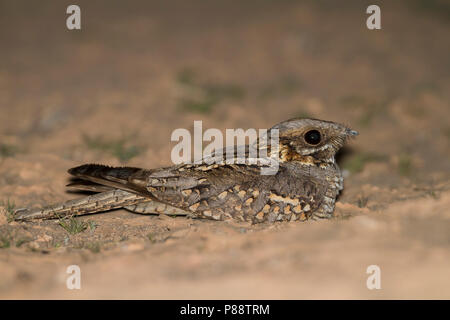 Red-necked Nightjar Caprimulgus ruficollis-Rothalsziegenmelker -, Marokko Stockfoto