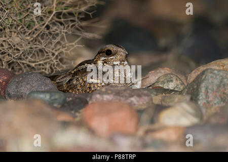 Red-necked Nightjar Caprimulgus ruficollis-Rothalsziegenmelker -, Marokko Stockfoto