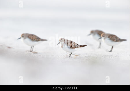 Red-necked Stint (Calidris ruficollis) überwintern in Australien Stockfoto