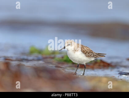 Red-necked Stint (Calidris ruficollis) überwintern in Australien Stockfoto