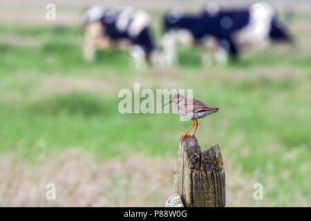 Tureluur, gemeinsame Rotschenkel Tringa totanus, Stockfoto