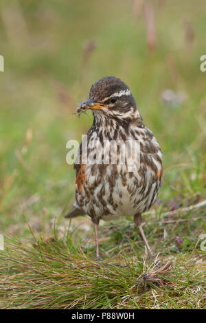 Redwing, Koperwiek, Turdus iliacus ssp. coburni, Island, Erwachsene Stockfoto